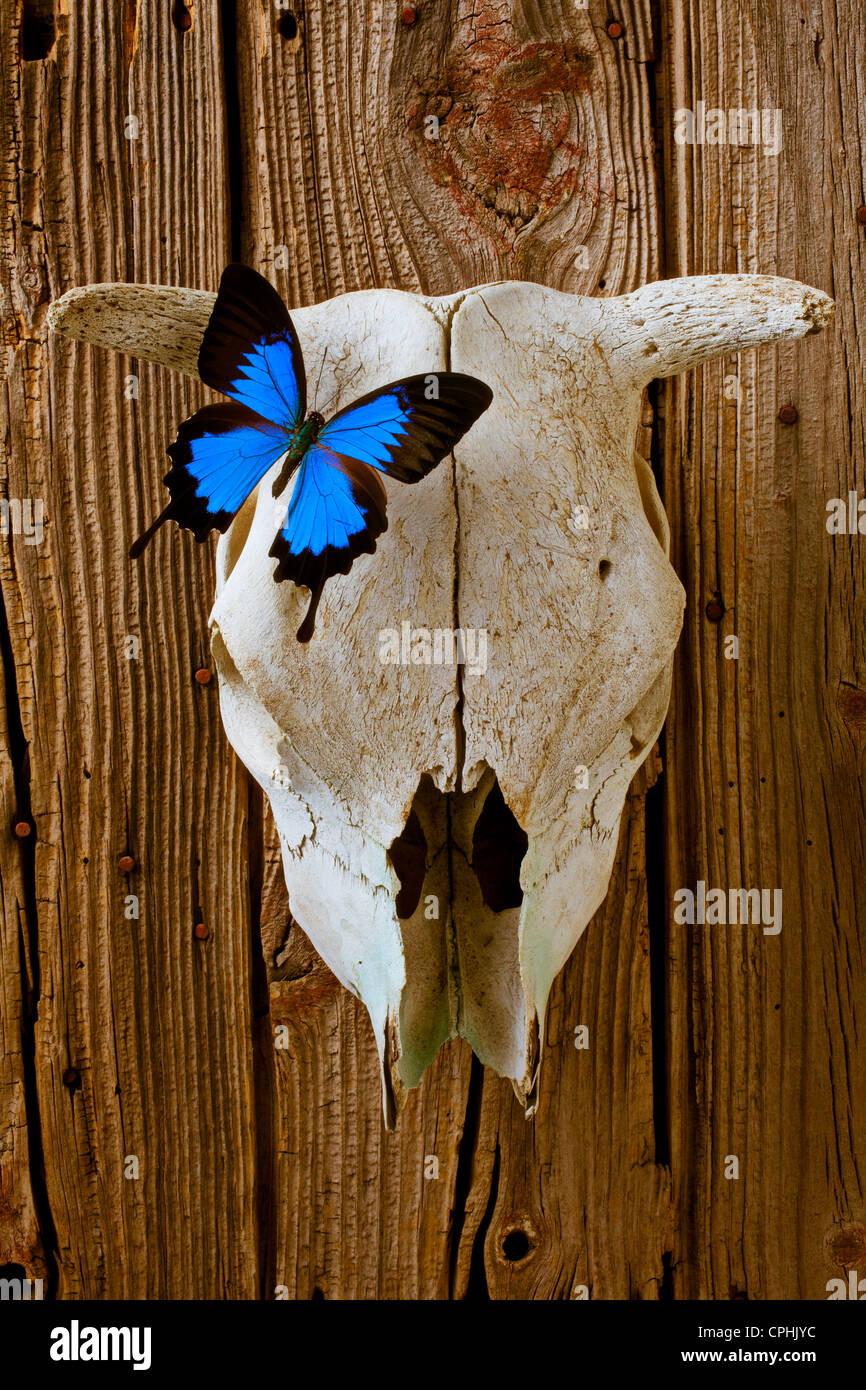 Crâne de vache avec papillon bleu Banque D'Images