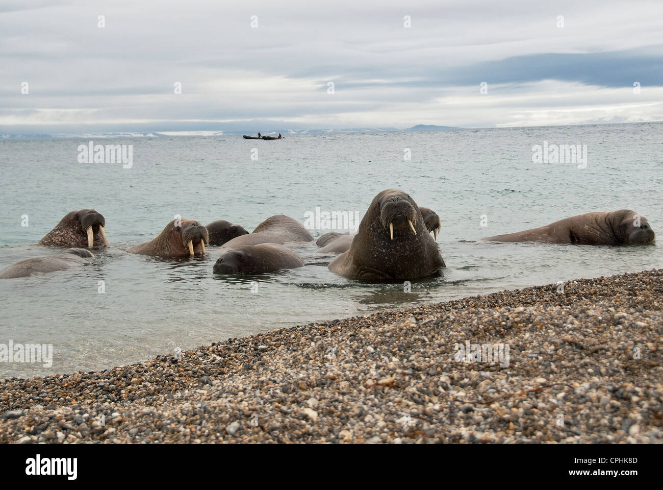 L'ATLANTIQUE NORD Le morse (Odobenus rosmarus) Torellneset Himlopenstretet la Norvège Banque D'Images