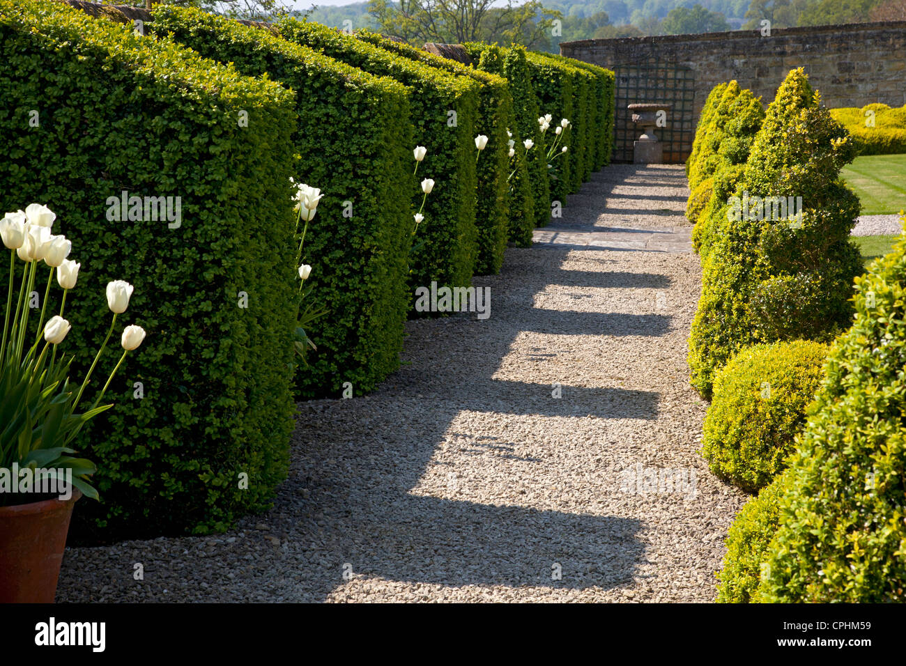 Chemin de gravier et de couverture avec des tulipes en pot et en topiaire jardin anglais . Banque D'Images