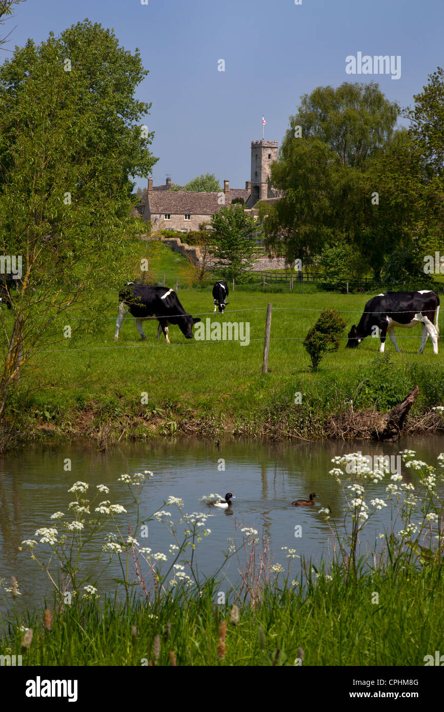 Vue sur le fleuve et la campagne avec des vaches vers village de Cotswold Swinbrook près de Burford, Oxfordshire, Angleterre Banque D'Images
