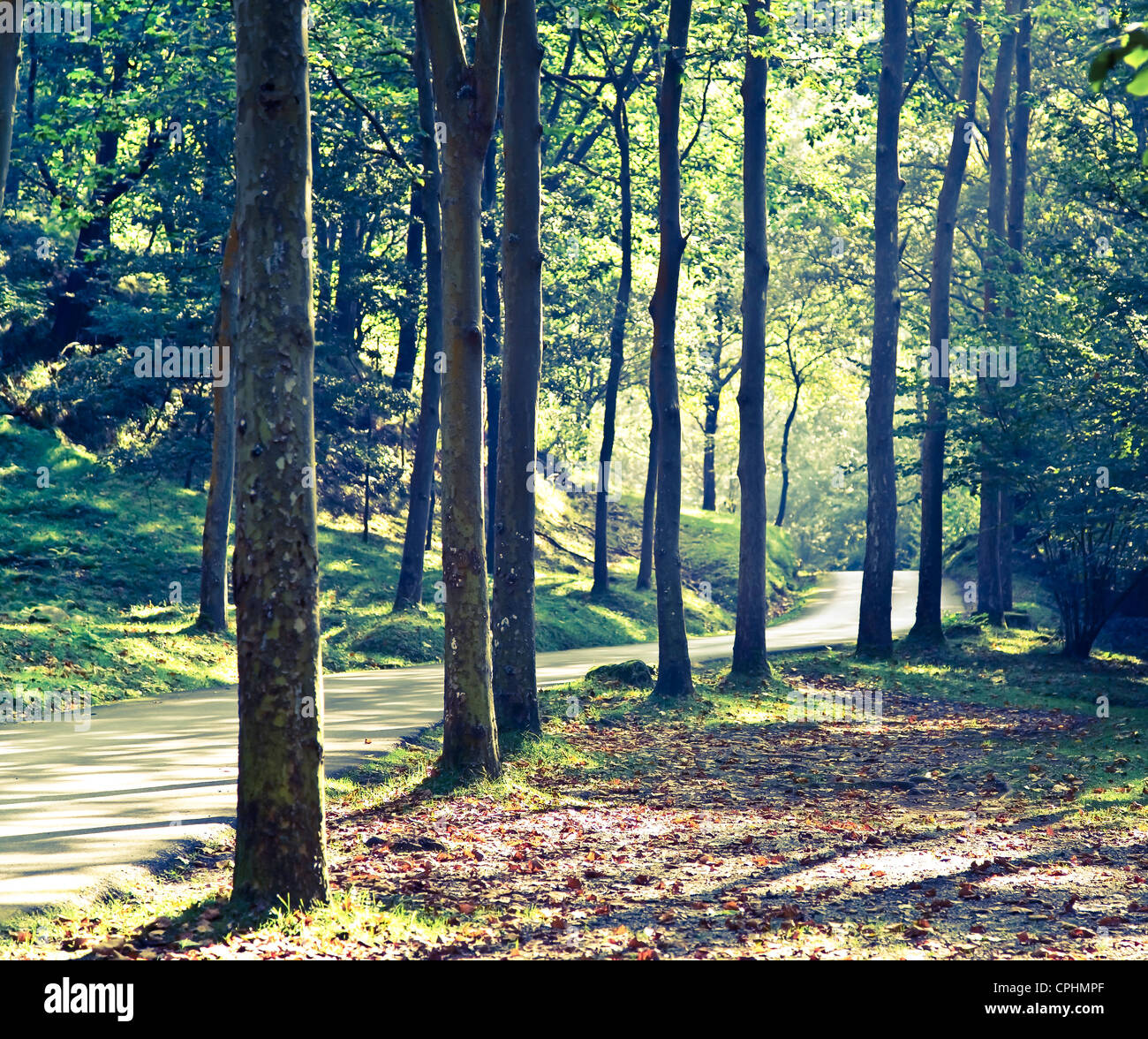 La forêt. Ucieda valley. Parc Naturel de Saja-Besaya. Cantabria, Espagne. Banque D'Images