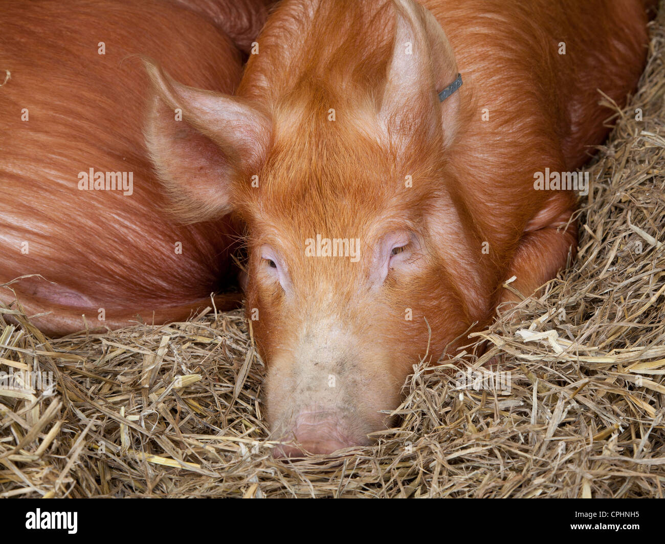 Sleepy cochon dans barn Banque D'Images