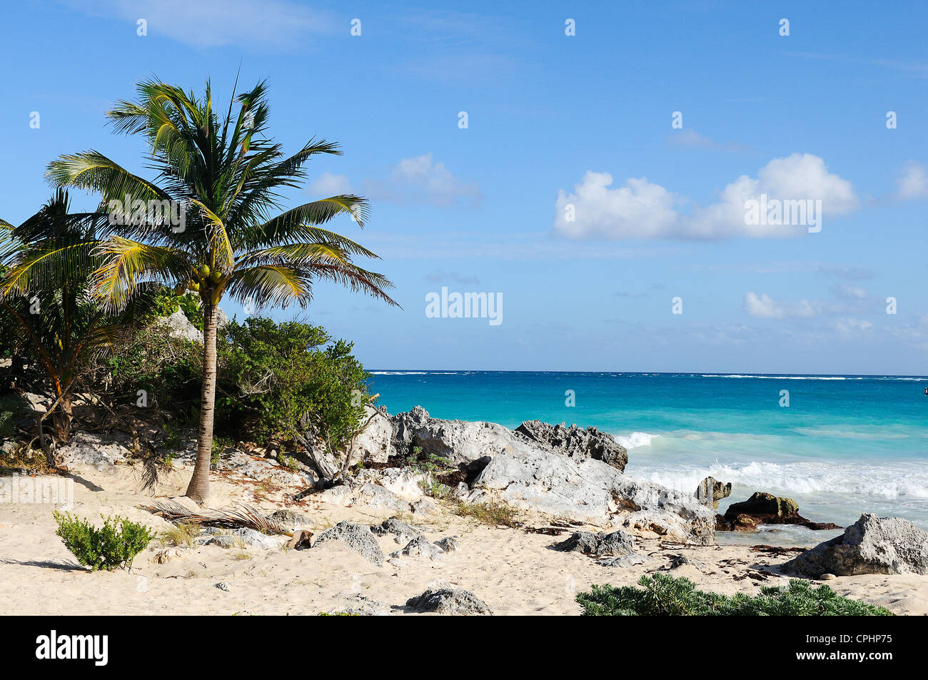 Palmier Dans Une Plage Tropicale Sur Une Journée Ensoleillée