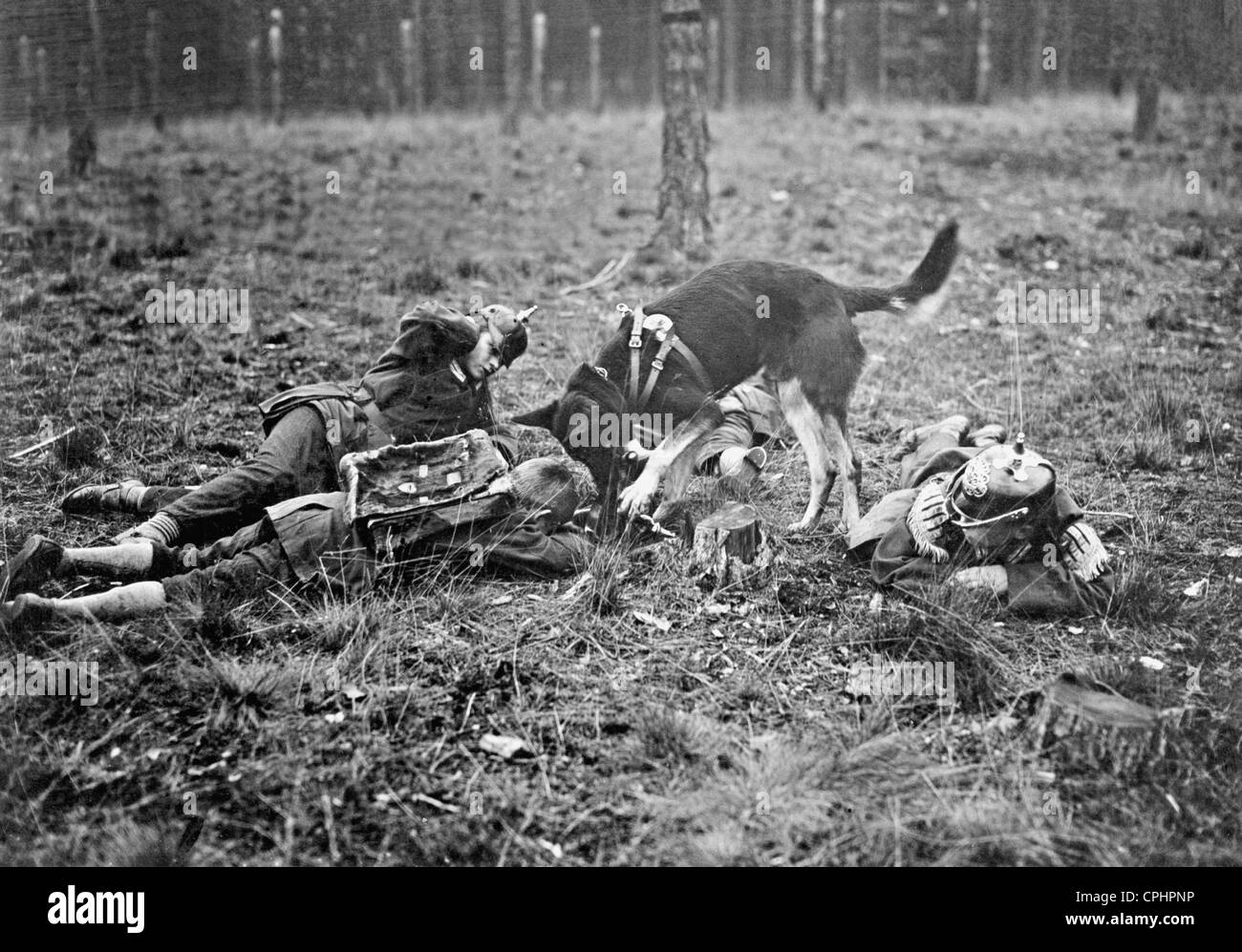 La formation des chiens, 1914 infirmier Banque D'Images