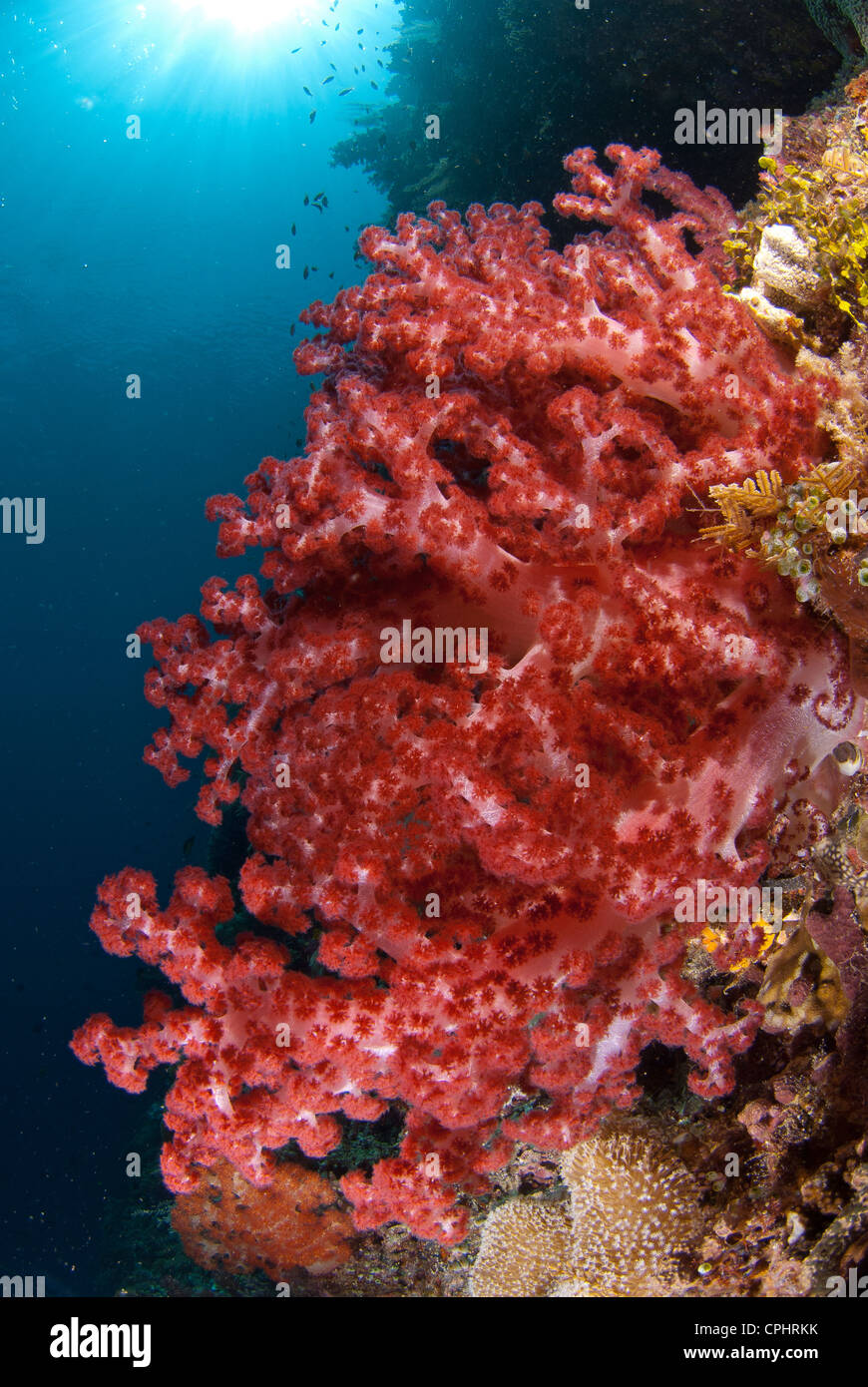 Un très bon soft coral patch pris dans la barrière de corail. Halmahera, Indonésie Banque D'Images