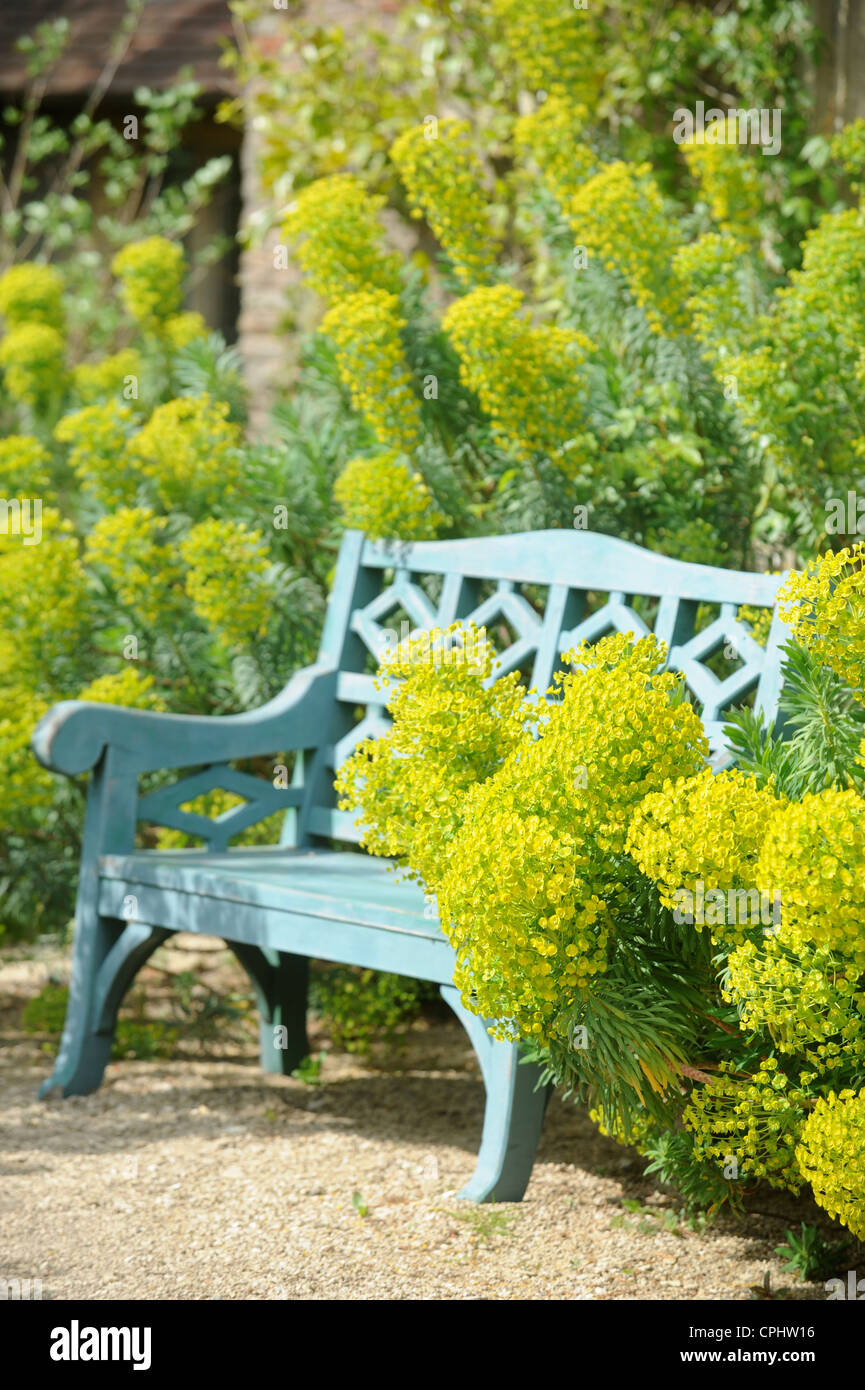 Un banc de jardin avec entouré d'Euphorbia wulfenii UK Banque D'Images