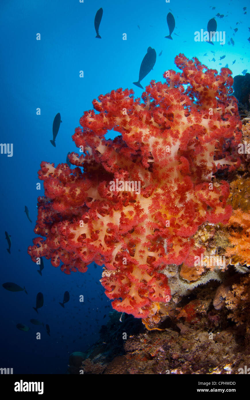 Un très bon soft coral patch pris dans la barrière de corail. Halmahera, Indonésie Banque D'Images