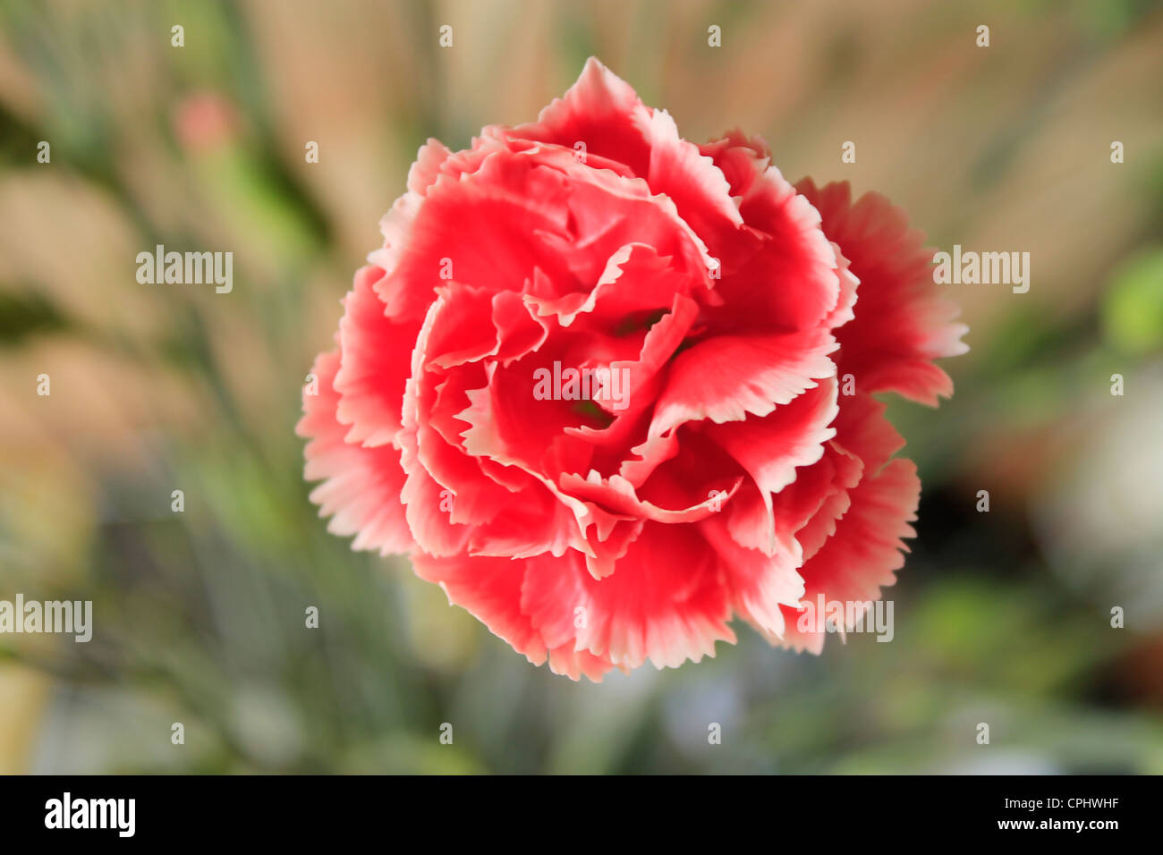 Une belle frangée pink Carnation en pleine floraison. Banque D'Images