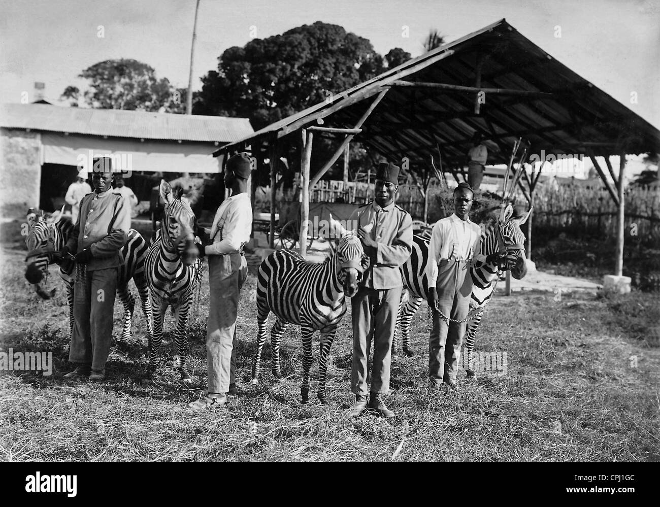 Reproduction Zèbre dans l'Afrique orientale allemande, 1904 Banque D'Images
