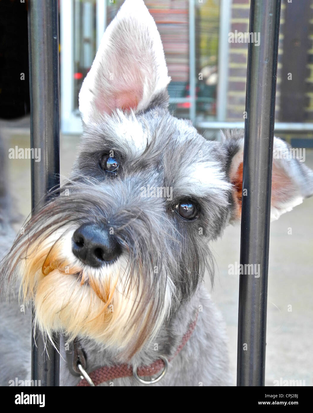 Le Schnauzer Nain Est Une Race De Petit Chien De La
