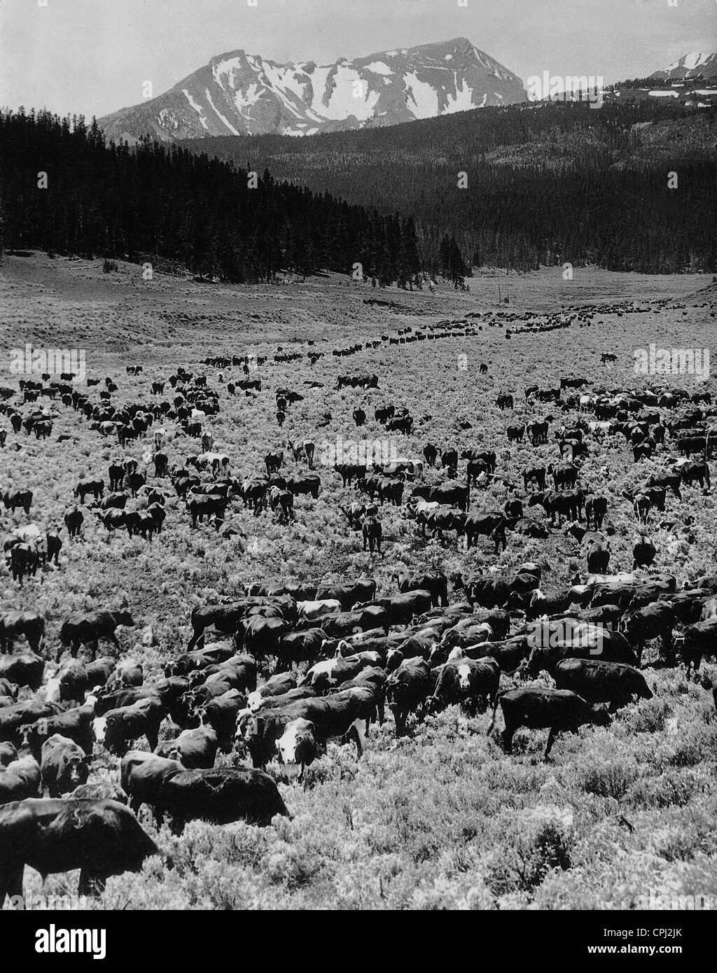 Troupeau de bétail dans le Montana, 1928 Banque D'Images