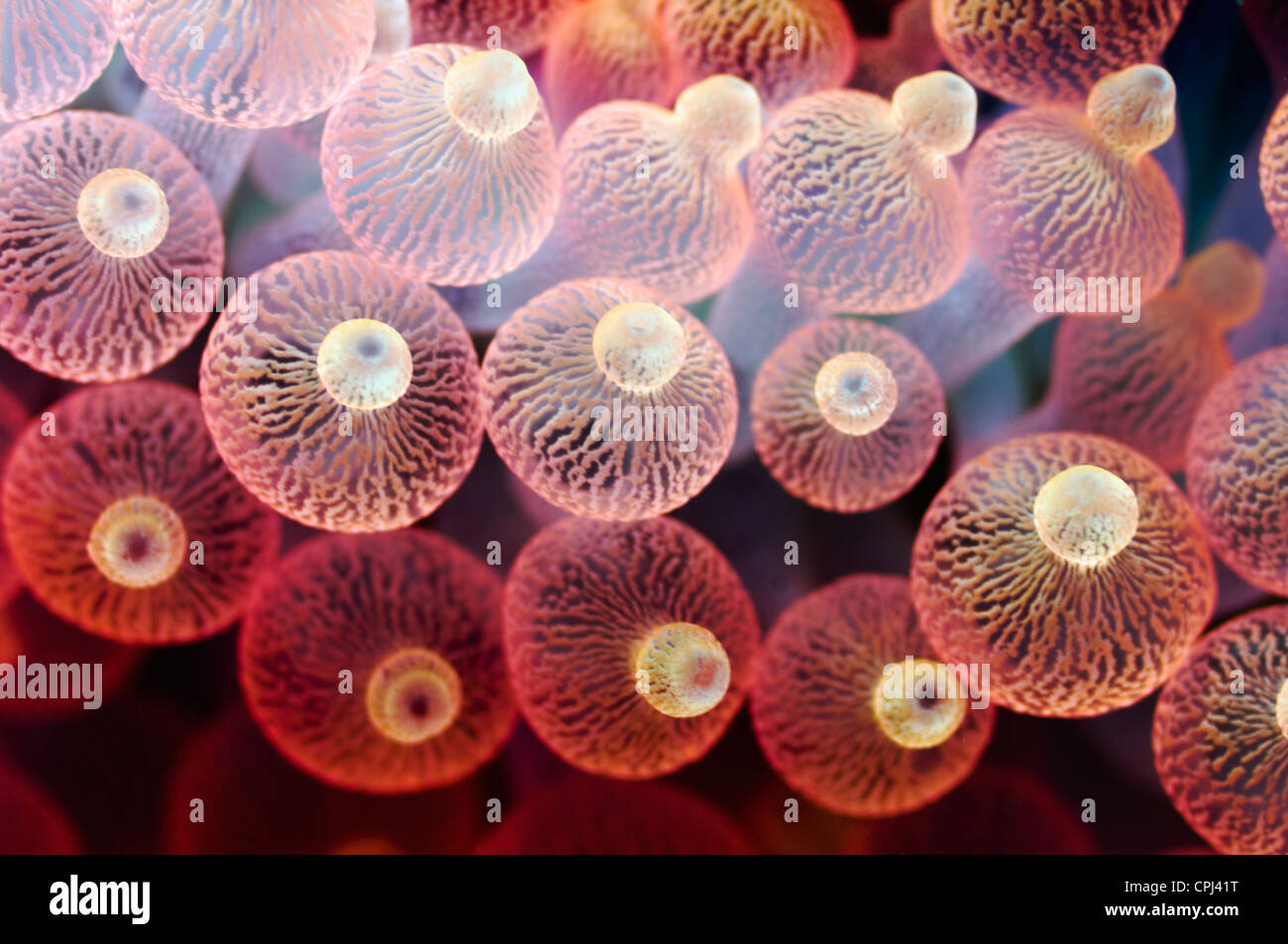 Bubble tip anemone (Entacmaea quadricolor) Raja Ampat, Papouasie occidentale, en Indonésie Banque D'Images