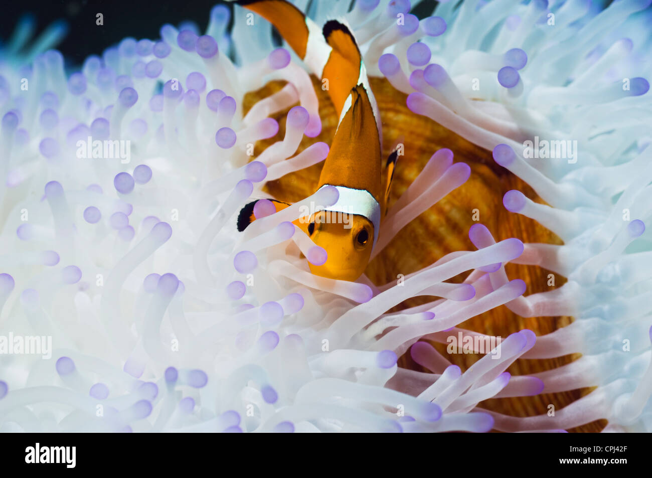 False clown poisson clown (Amphiprion ocellaris) avec anémone magnifique blanchie (Heteractic magnifica). L'Indonésie Banque D'Images