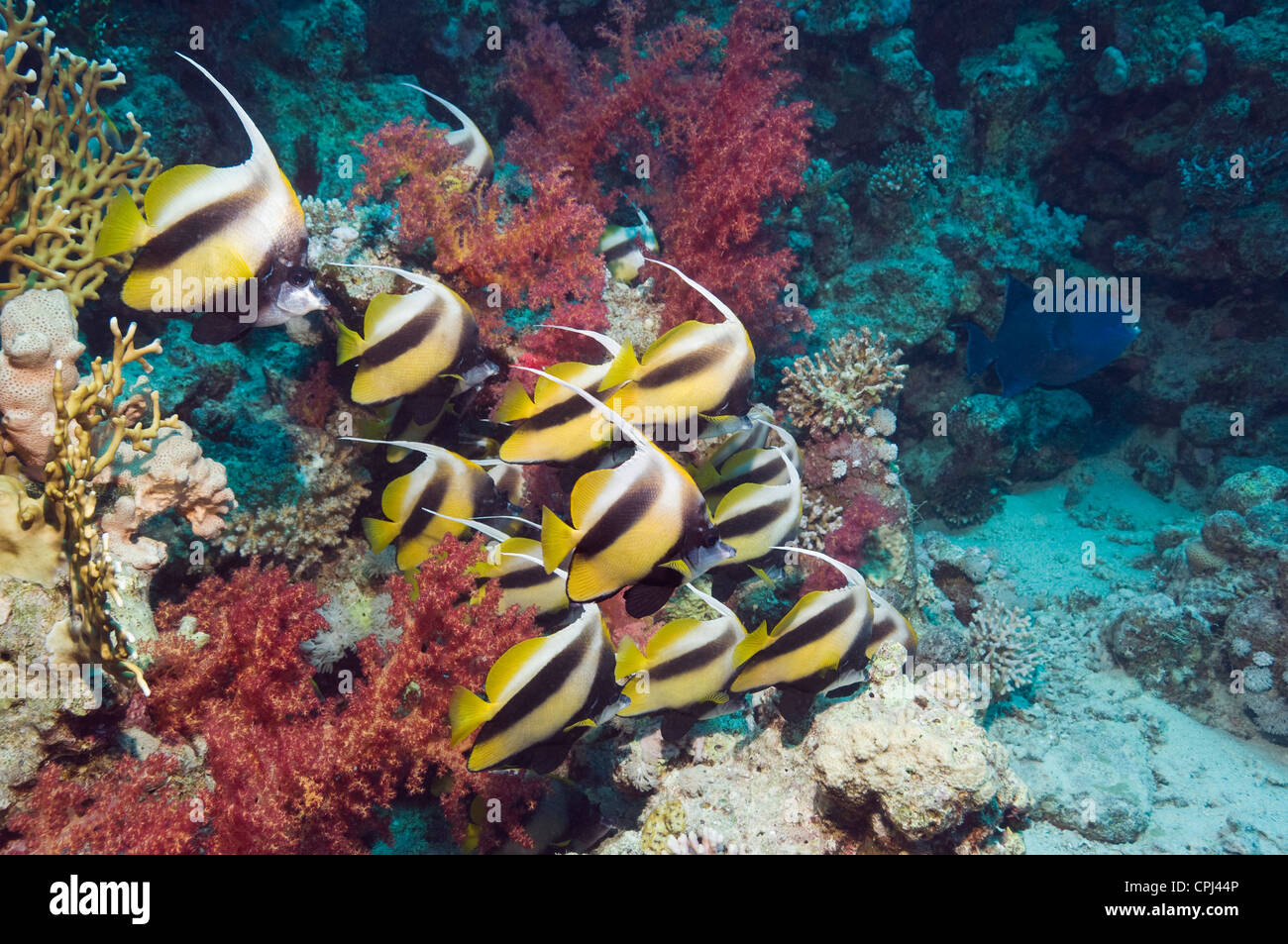 Red Sea bannerfish (Heniochus intermedius) l'école avec des coraux mous. L'Egypte, Mer Rouge. Banque D'Images