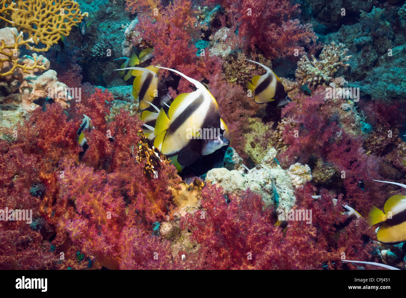 Red Sea bannerfish (Heniochus intermedius) avec des coraux mous. L'Egypte, Mer Rouge. Banque D'Images