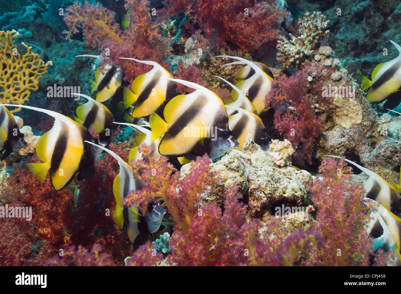 Red Sea bannerfish (Heniochus intermedius) l'école avec des coraux mous. L'Egypte, Mer Rouge. Banque D'Images
