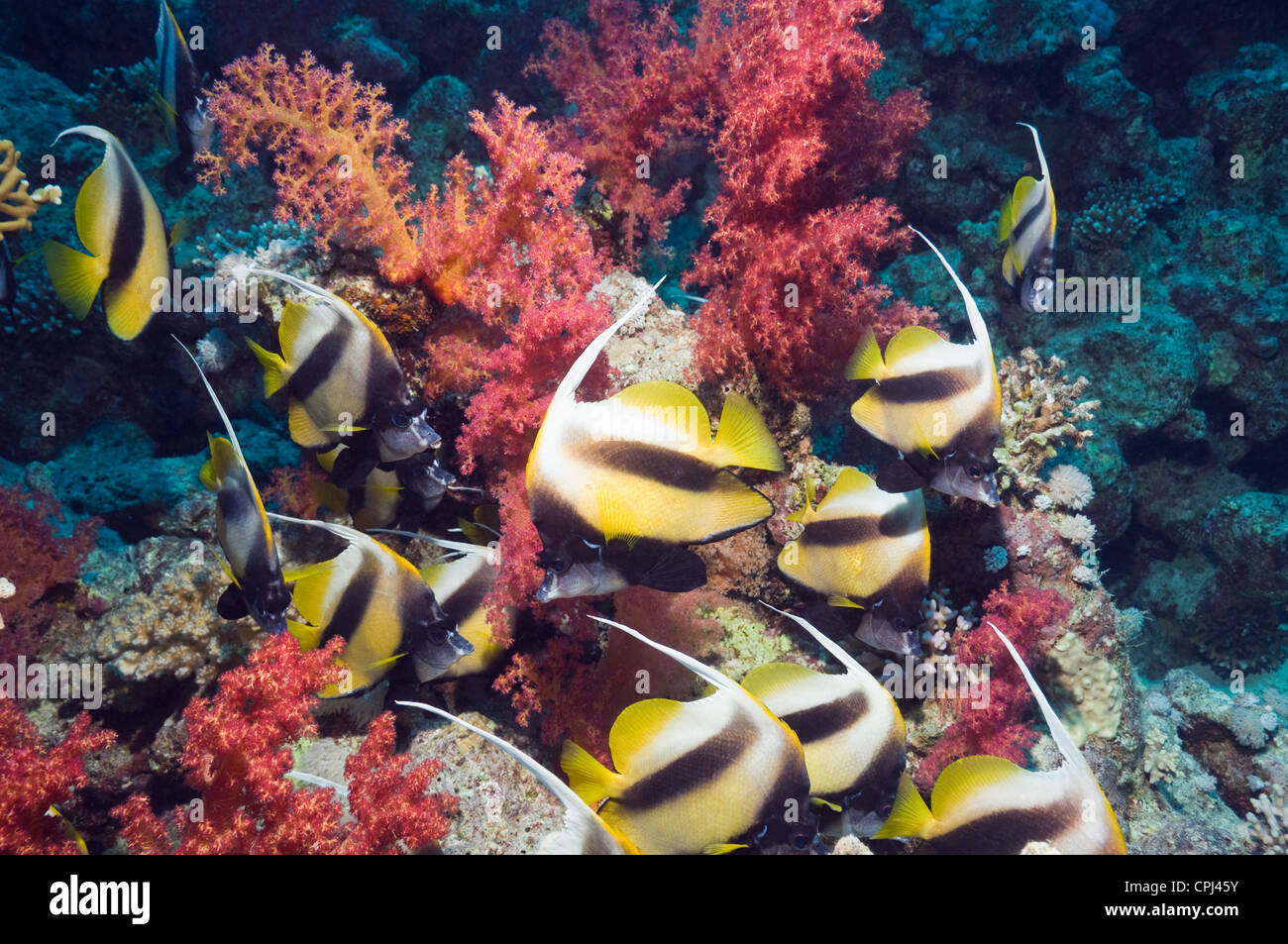 Red Sea bannerfish (Heniochus intermedius) avec des coraux mous. L'Egypte, Mer Rouge. Banque D'Images