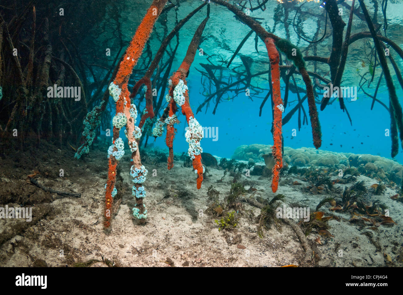 L'eau bleue à côté de la mangrove de coraux. Raja Ampat, Papouasie occidentale, en Indonésie. Banque D'Images