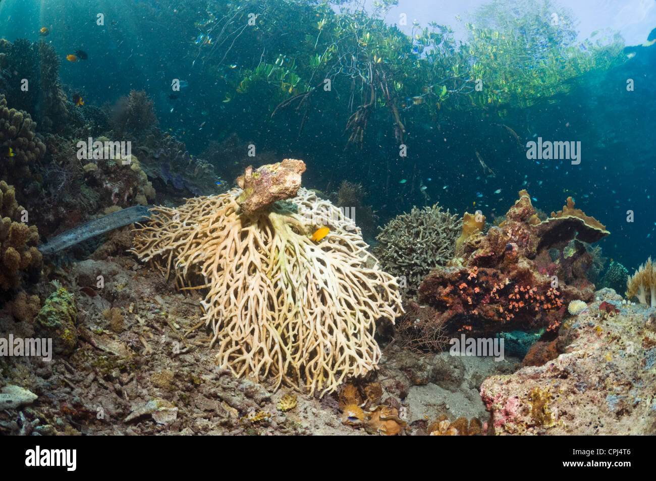 Une table coral a été brisée sur les récifs coralliens sur le bord d'une mangrove. Raja Ampat, en Indonésie. Banque D'Images