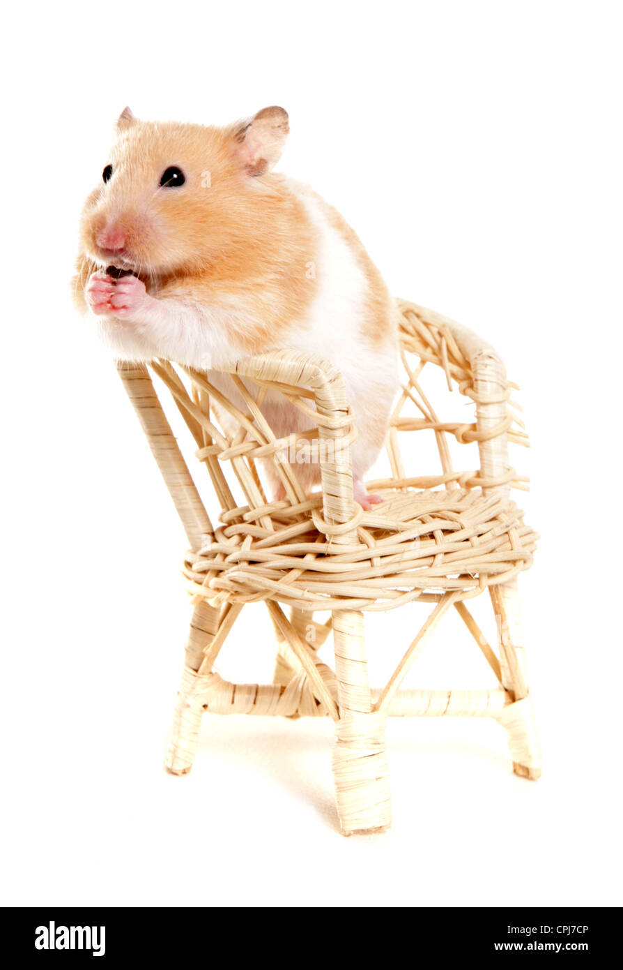 Seul hamster adulte commandant sur une chaise Studio, UK Banque D'Images