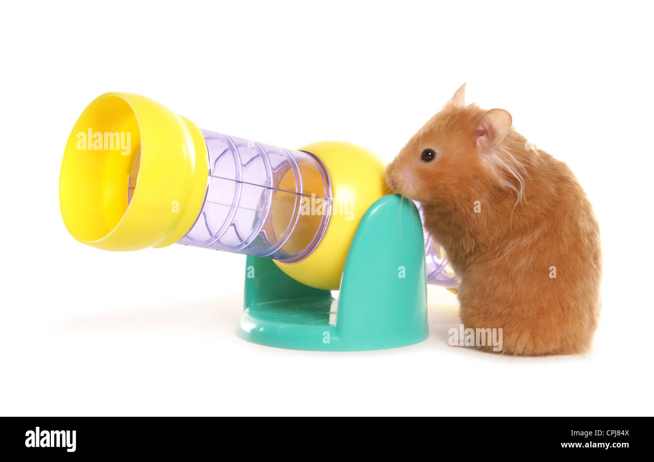 Seul hamster adulte avec tunnel jouet Studio, UK Banque D'Images