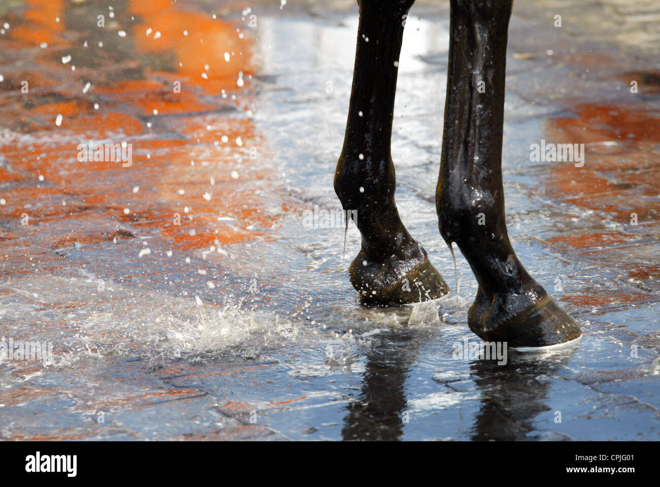 Les pattes avant d'humide un cheval, Hambourg, Allemagne Banque D'Images