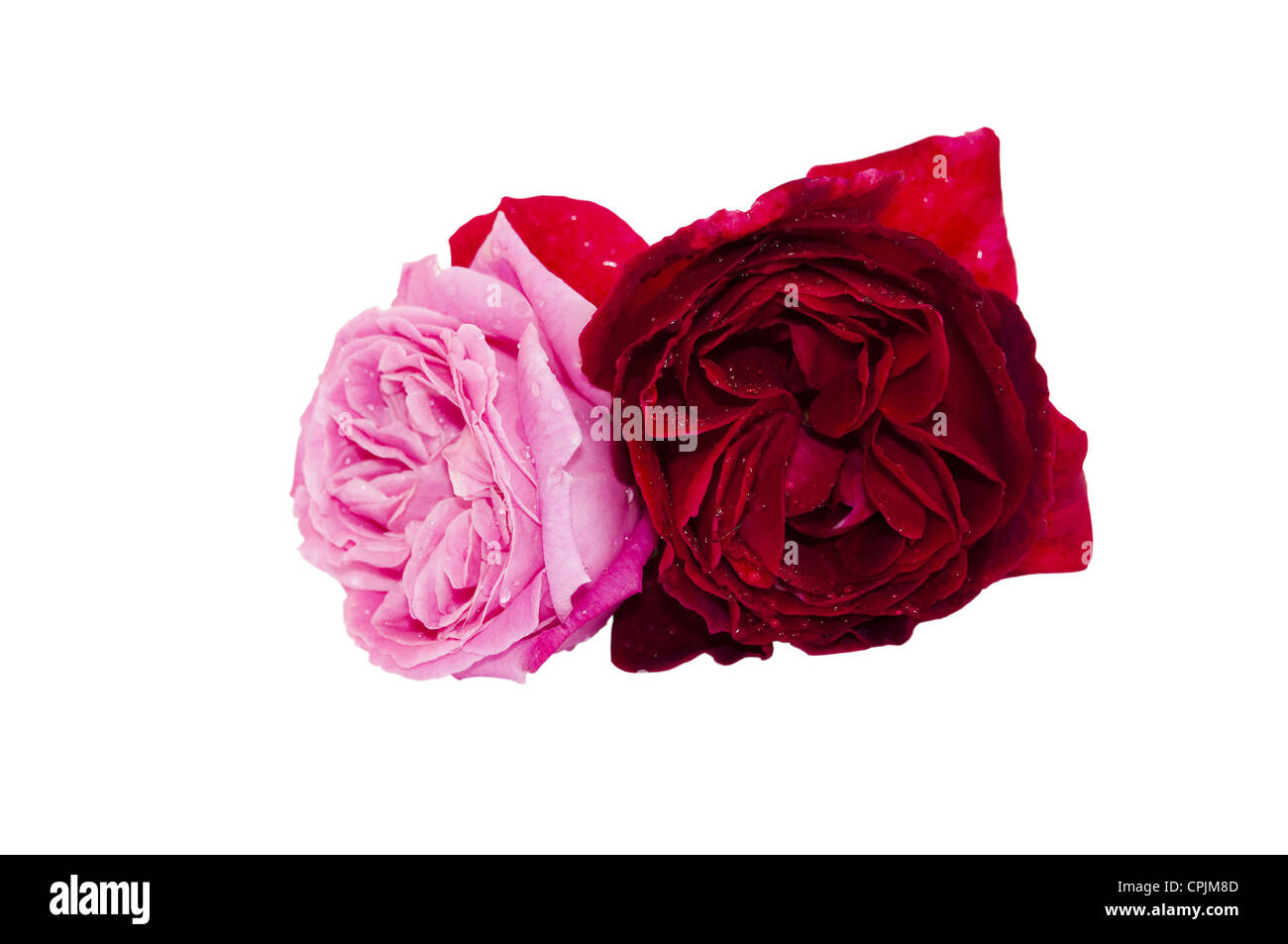 Roses roses et rouges sur fond blanc Banque D'Images