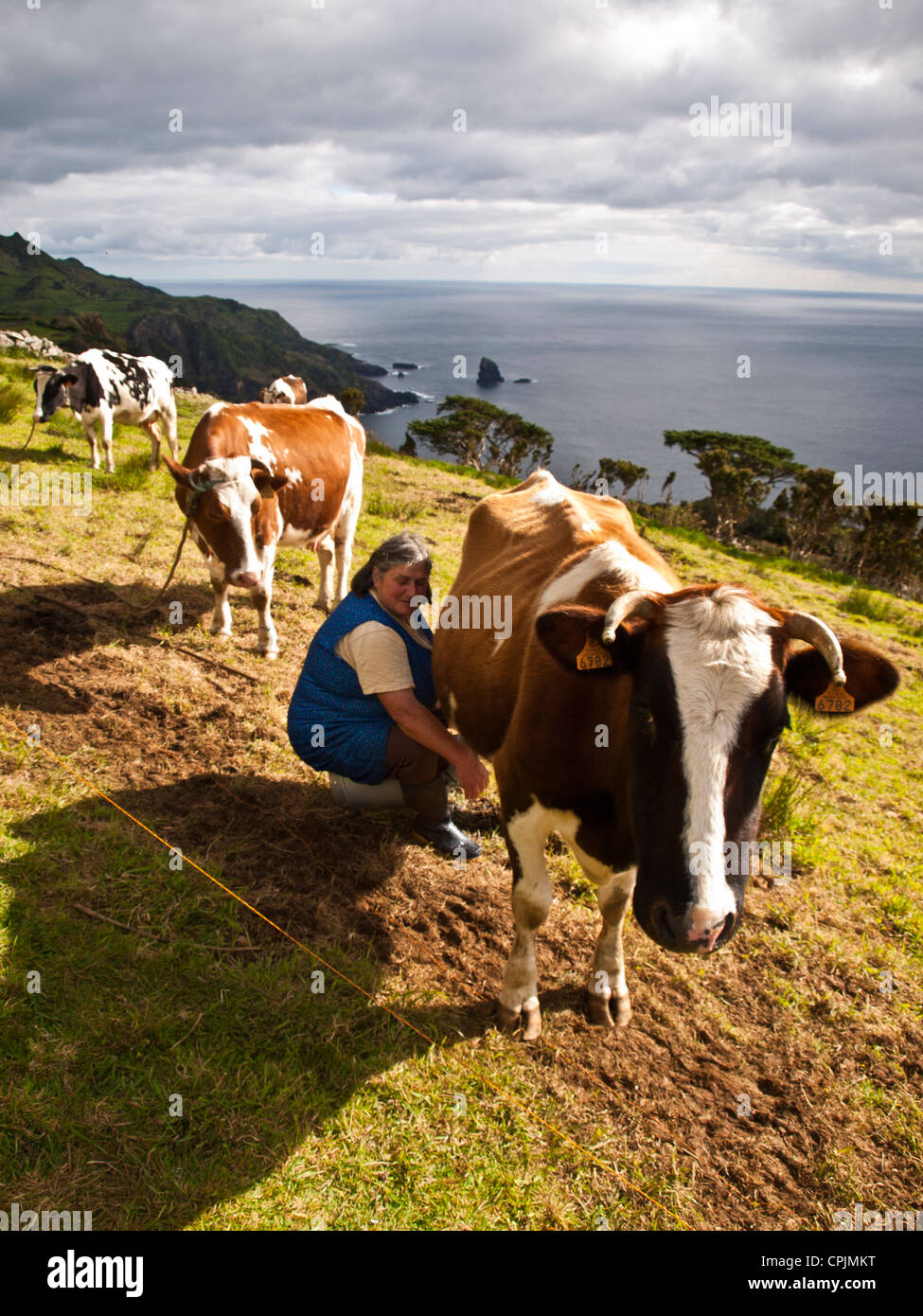 Main femme trait les vaches à la mer Banque D'Images