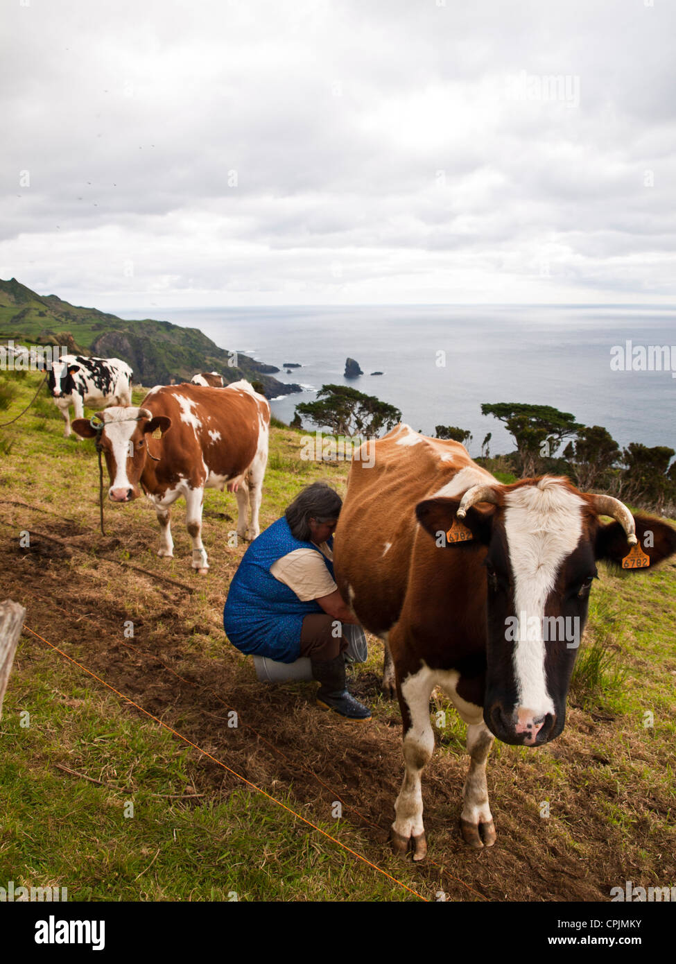 Main femme trait les vaches à la mer Banque D'Images