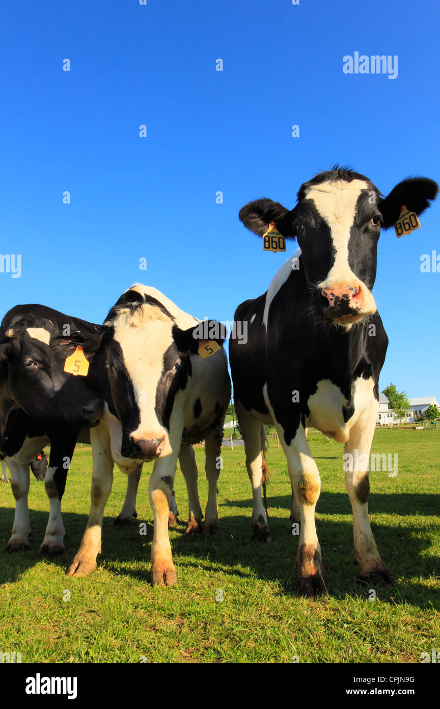 Curieux de vaches dans la vallée de Shenandoah en Virginie, USA Banque D'Images