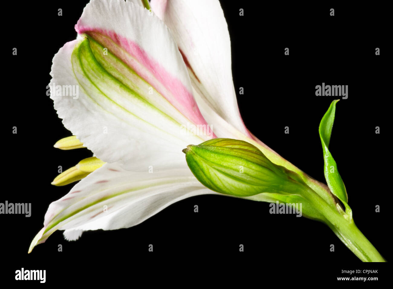 Fleur blanche avec des boutons floraux non ouvert Banque D'Images