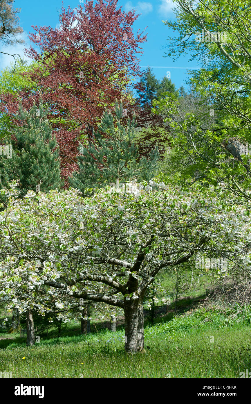 Divers arbres dont Prunus shogetsu, Japanese flowering cherry dans les jardins de RHS Rosemoor. Great Torrington, Devon Banque D'Images
