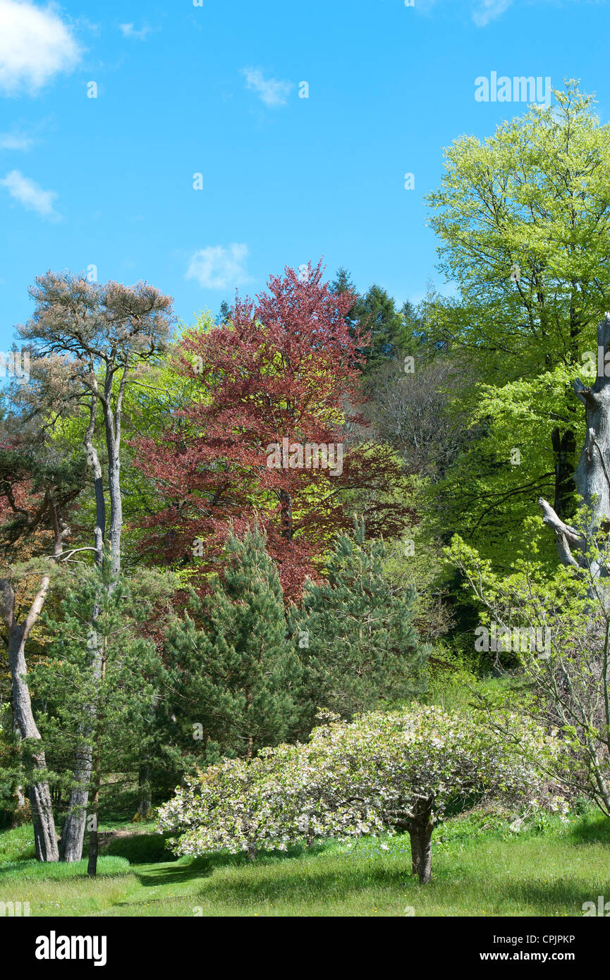 Divers arbres dont Prunus shogetsu, Japanese flowering cherry dans les jardins de RHS Rosemoor. Great Torrington, Devon Banque D'Images