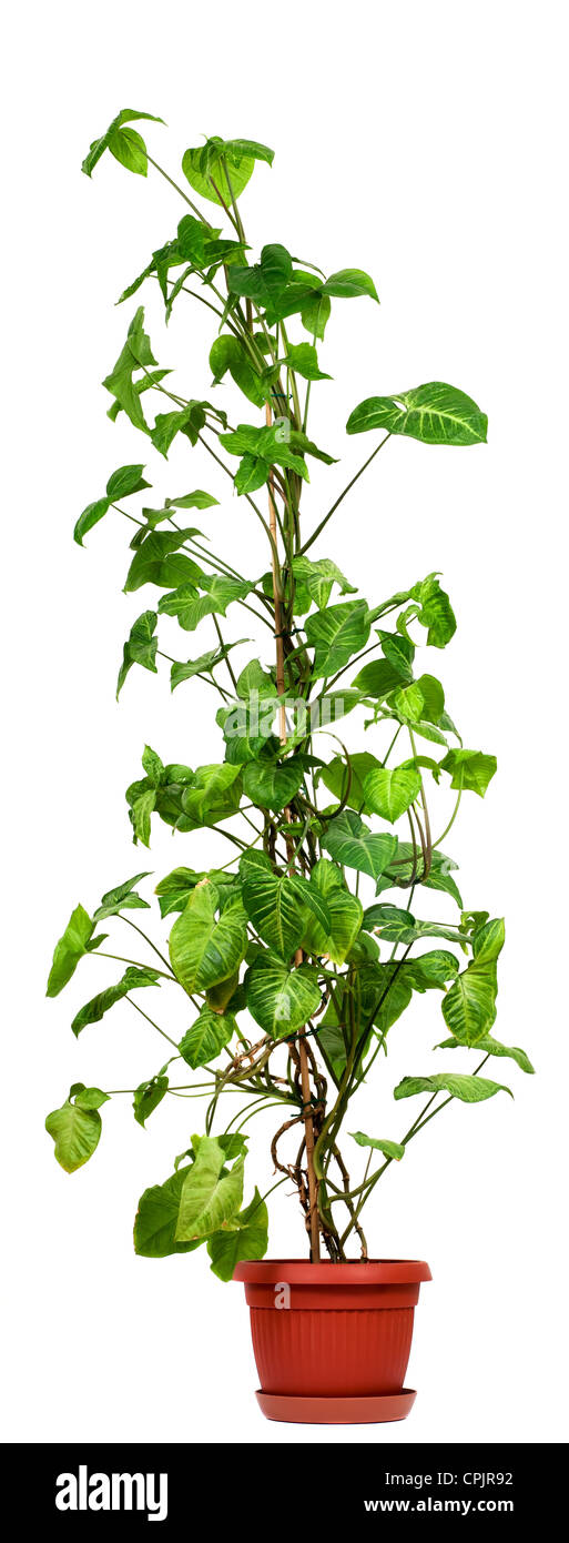 Syngonium podophyllum,Nephthytis Arrowhead ou plante d'isolé sur fond blanc Banque D'Images