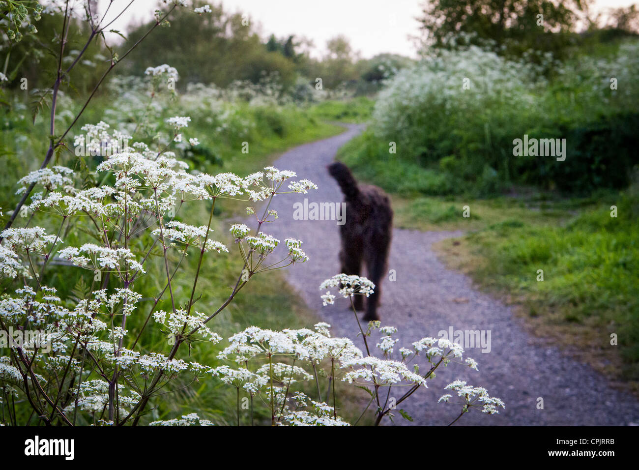 Labradoodle noir chien à marcher le long de la Trans Pennine Trail à Warrington, Cheshire, England, UK Banque D'Images
