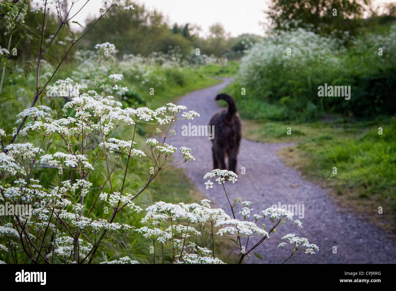 Labradoodle noir chien à marcher le long de la Trans Pennine Trail à Warrington, Cheshire, England, UK Banque D'Images