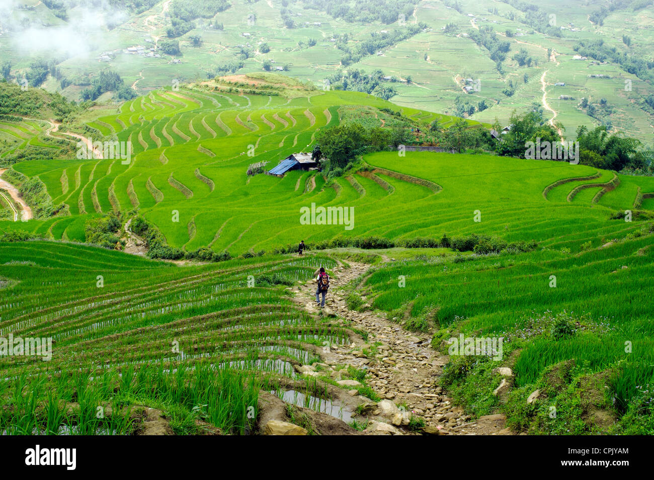 Champ de riz en terrasses vert à Sapa, Vietnam Banque D'Images