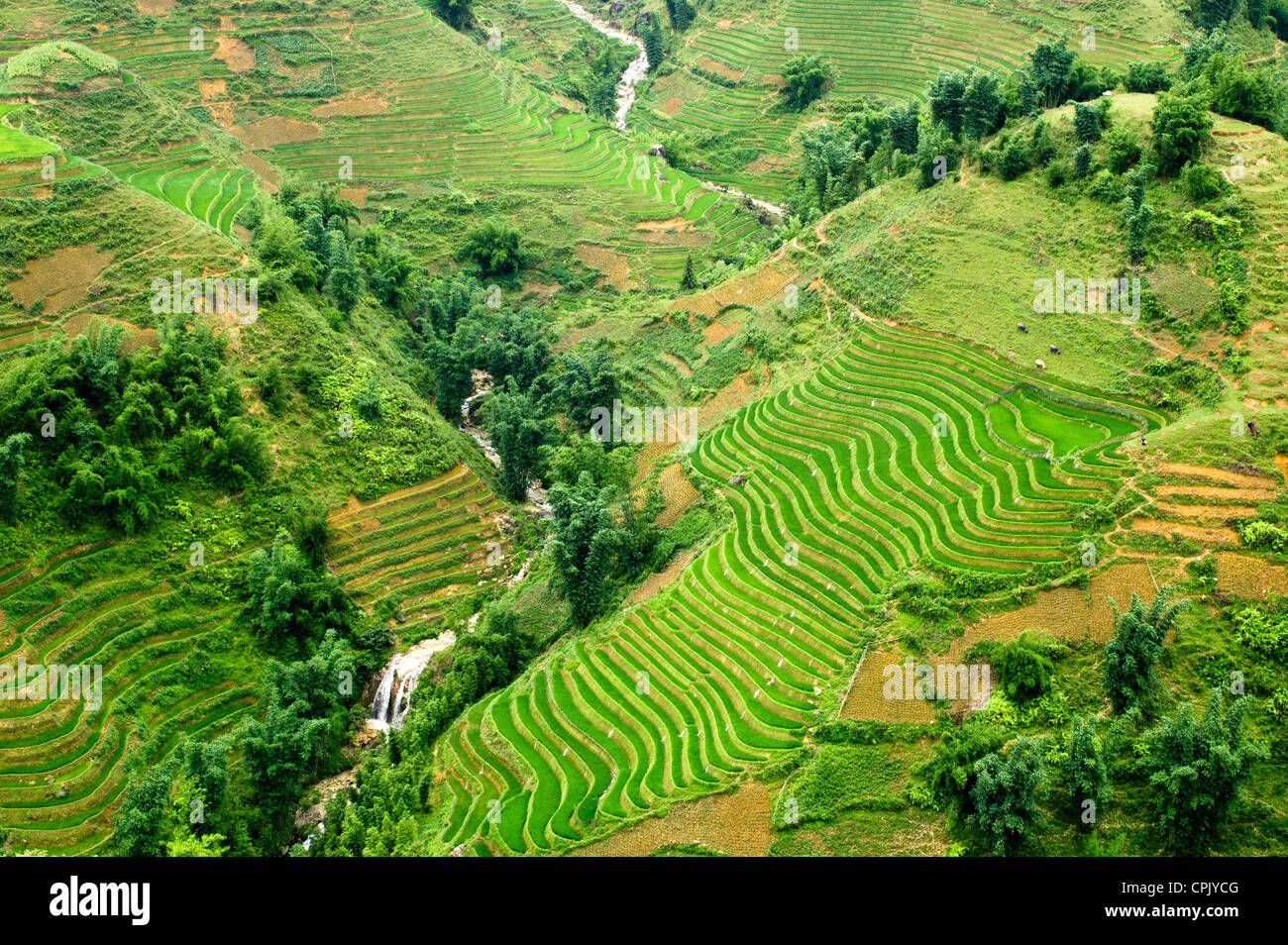 Champ de riz en terrasses vert à Sapa, Vietnam Banque D'Images