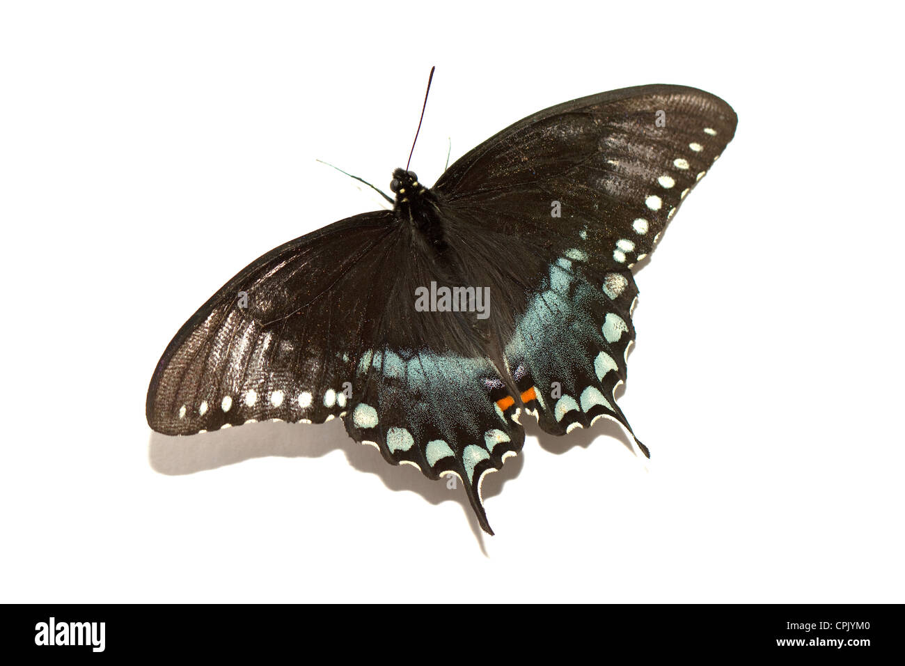 Butterfly isolé sur un fond noir Banque D'Images