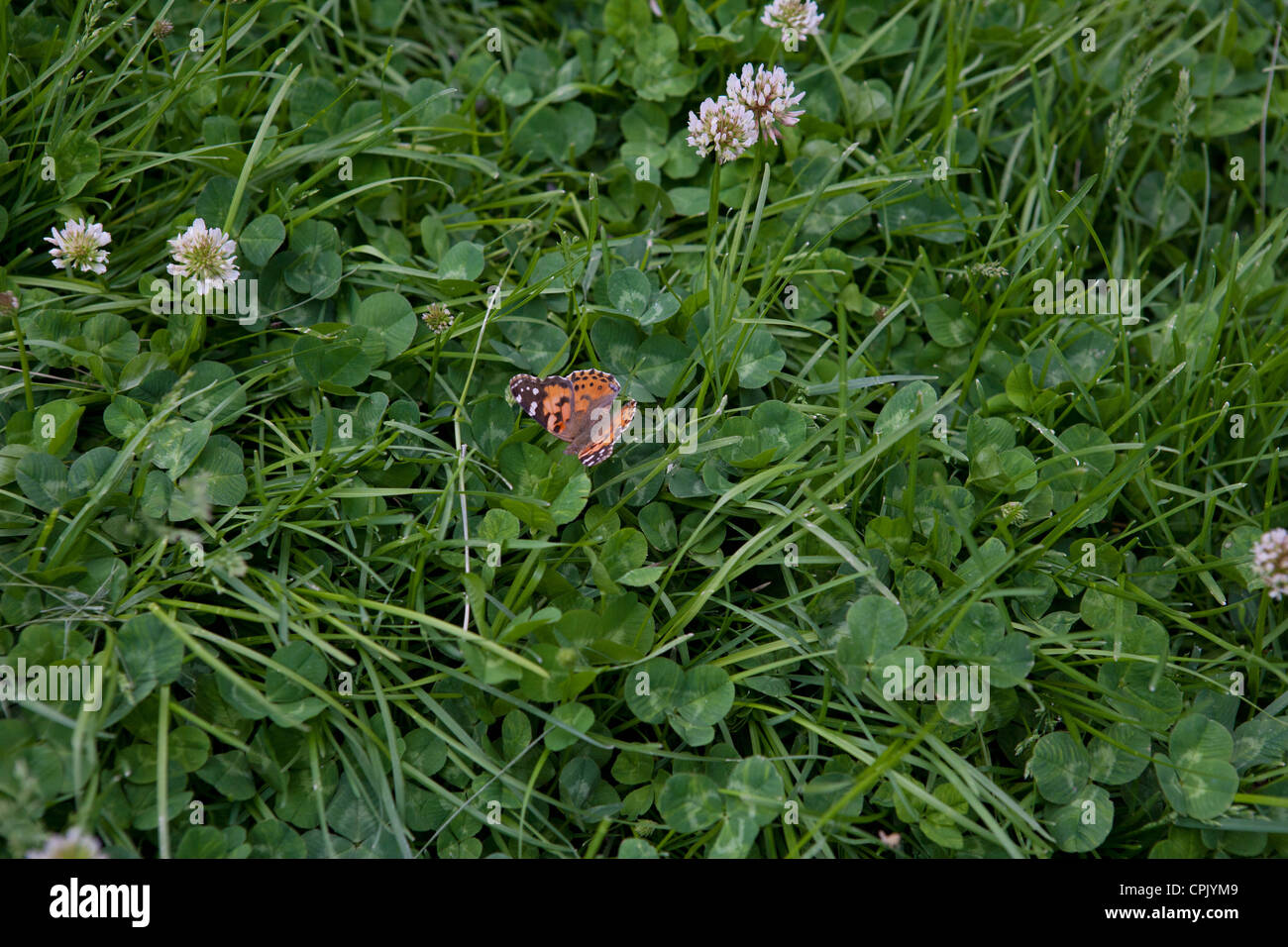 Papillon orange peint atterrissage sur l'herbe de trèfle. Banque D'Images