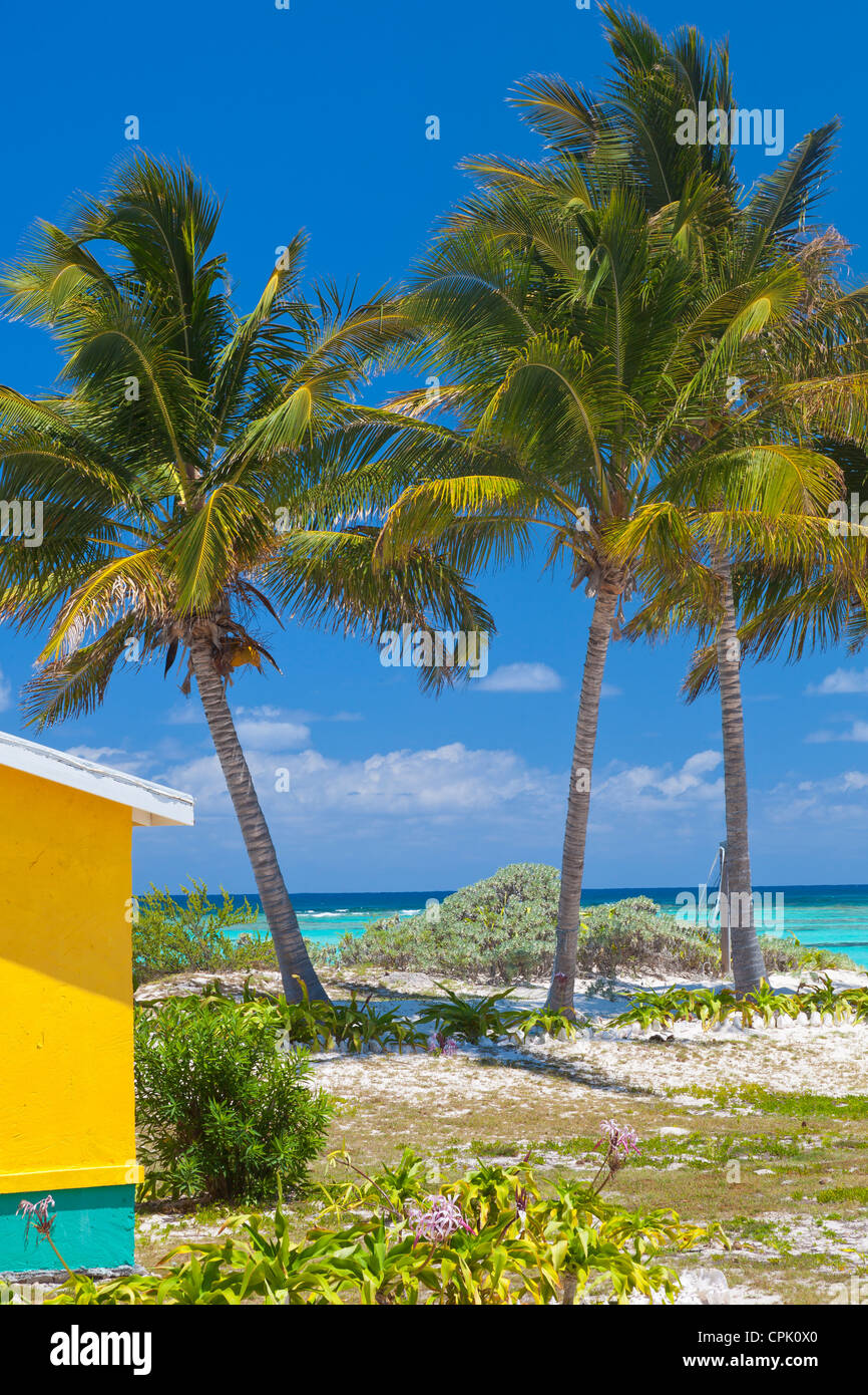 Anegada, British Virgin Islands, Caribbean un groupe de palmiers sur le bord d'une plage de sable blanc de la baie Cow Wreck Banque D'Images