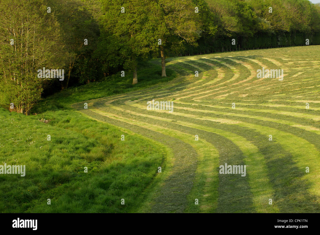 Domaine de l'herbe coupée en lanières. Banque D'Images