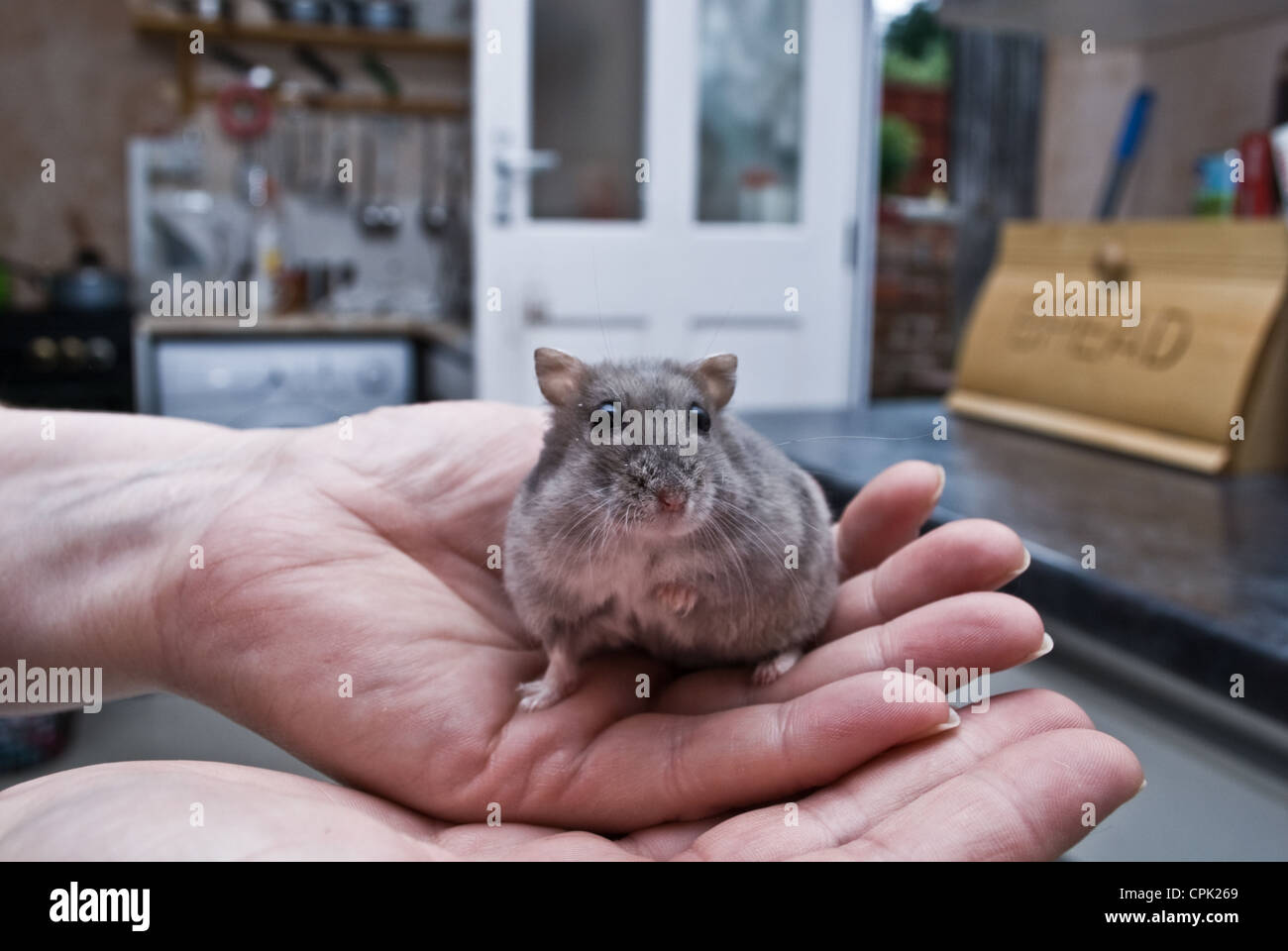 Un hamster domestiqué assis sur une main. Dans un cadre familial. Banque D'Images