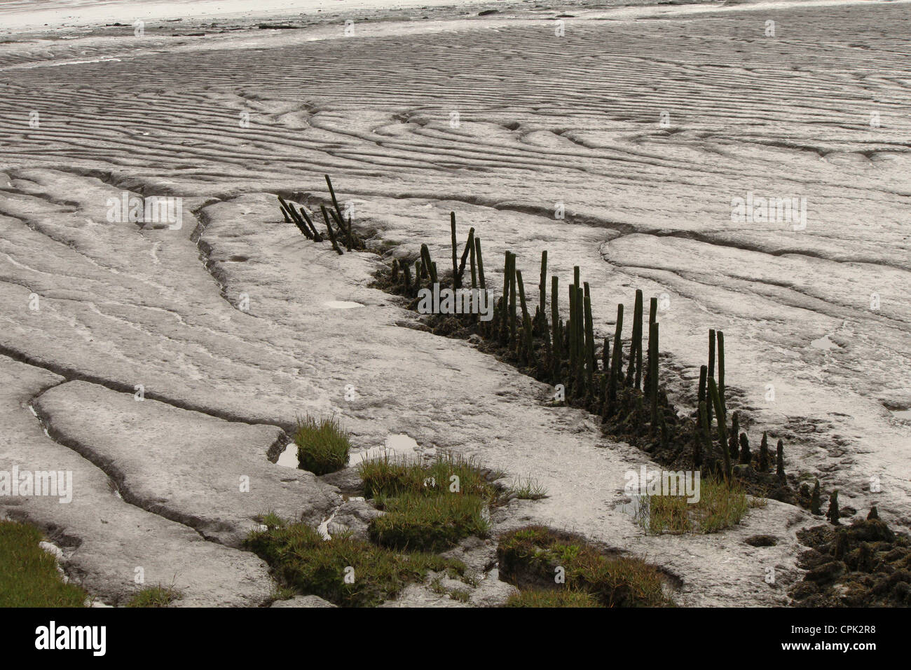 Épi mer Newport wetlands Galles du Sud Banque D'Images