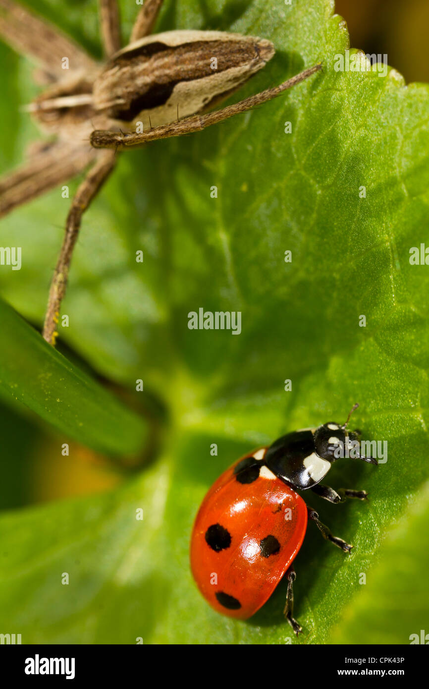 Coccinelle et l'Araignée Banque D'Images