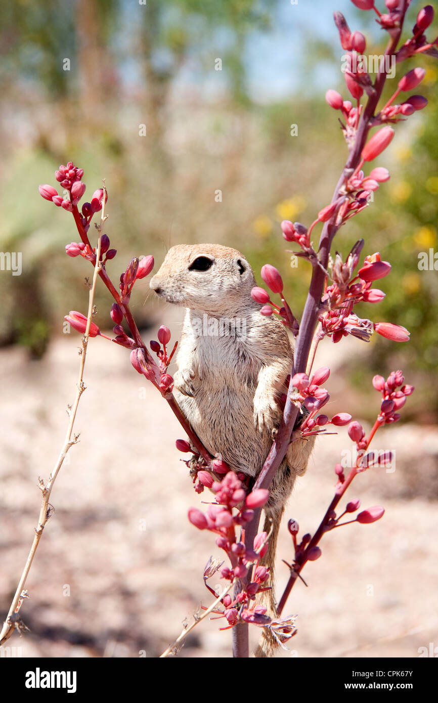 Spermophile à queue ronde Banque D'Images