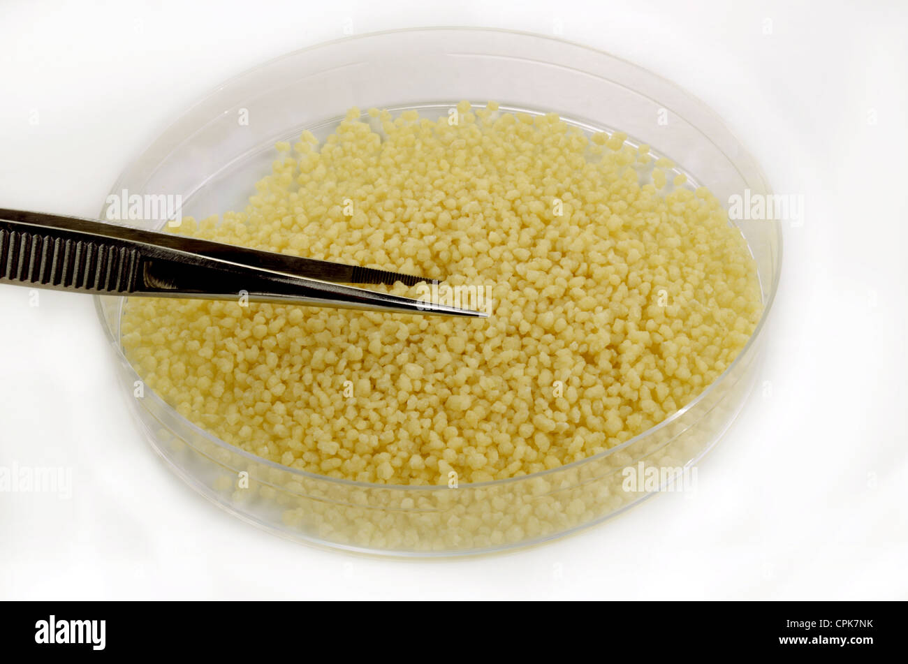 Couscous frais dans une boîte de pétri avec une pince à épiler Photo Stock  - Alamy