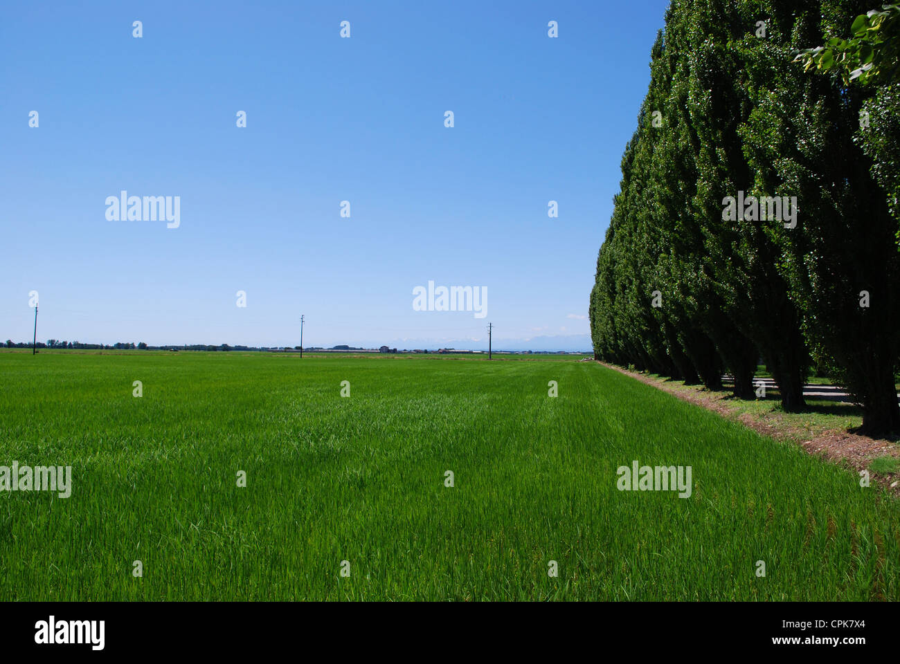 Paysage d'été des terres agricoles et la perspective plate rangée d'arbres, vallée du Po, Italie Banque D'Images