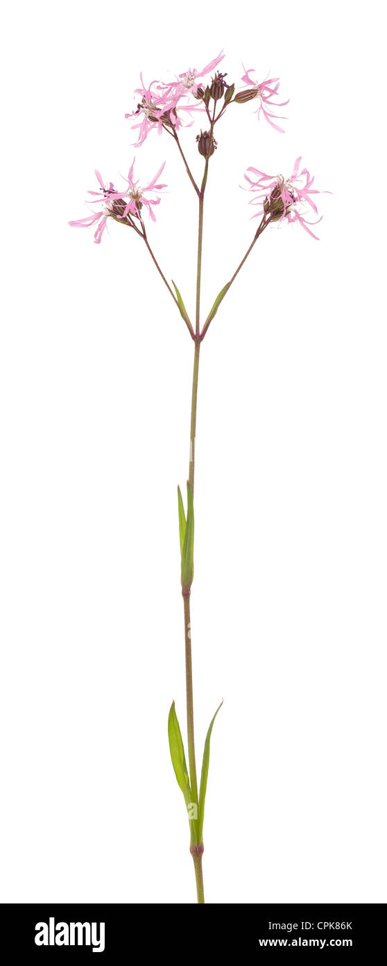 Seule fleur Lychnis flos-cuculi sur fond blanc Banque D'Images