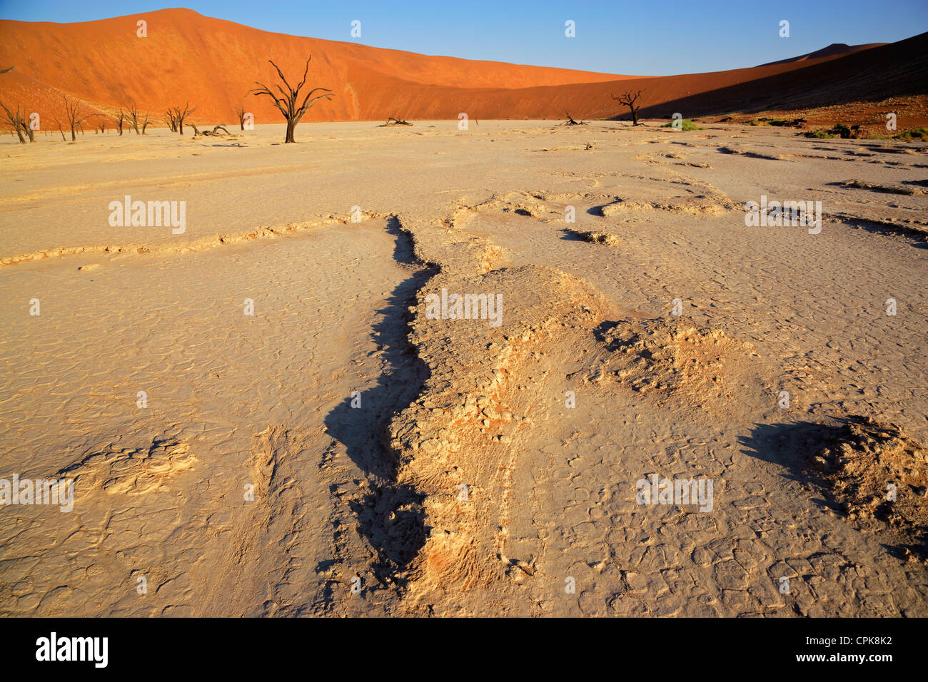 Paysage avec Sossusvlei dead acacia arbres et dunes de sable rouge, la Namibie, l'Afrique du Sud Banque D'Images